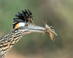 Greater Roadrunner (Geococcyx califonrianus) in South Texas, Rio Grande Valley, Norht America, USA