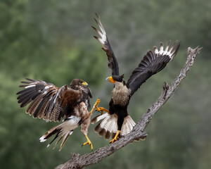 Crested Caracara (Caracara plancus) or Mexican eagle interaction with Harris's Hawk in south Texas, Rio Grande Valley, Texas