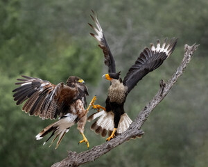 Crested Caracara (Caracara plancus) or Mexican eagle interaction with Harris's Hawk in south Texas, Rio Grande Valley, Texas