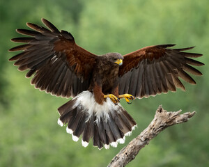 Harris's Hawk, Bay-winged Hawk, dusky Hawk, wolf Hawk, (Parabuteo unicinctus) in flght in South Texas, USA, North Ameria
