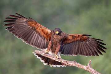 Harris's Hawk, Bay-winged Hawk, dusky Hawk, wolf Hawk, (Parabuteo unicinctus) in flght in South Texas, USA, North Ameria