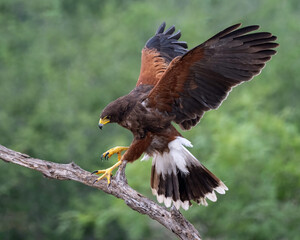 Harris's Hawk, Bay-winged Hawk, dusky Hawk, wolf Hawk, (Parabuteo unicinctus) in flght in South Texas, USA, North Ameria