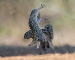 Mexican Ground Squirrel (Ictidomys mexicanus) Rio Grande Valley, Texas, North America, USA