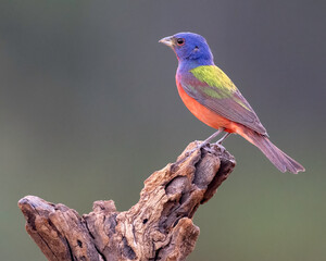 A Male Painted Bunting (Passerina ciris) male perched in South Texas, Rio Grande Valley 