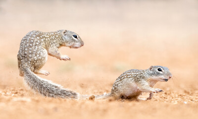 Mexican Ground Squirrel (Ictidomys mexicanus) Rio Grande Valley, Texas, North America, USA