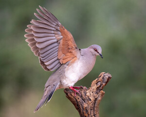 White-tipped Dove (Leptotila verreauxi) in the Rio Grande Valley of south Texas, North America, USA
