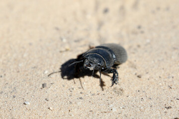 Burrowing Ground Beetle ( Passalidius fortipes) in Nossob Camo, Kgalagadi.
