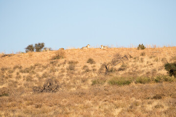 Lions (Panthera leo) lying on top of a Kalahari dune in Kgalagadi Park, South Africa © Peter