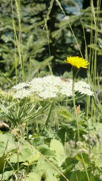 Vertical video of flowers and insects in the D&eacute;voluy mountain range, France
