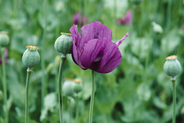 Flowering opium poppy. Papaver somniferum on a field in spring.