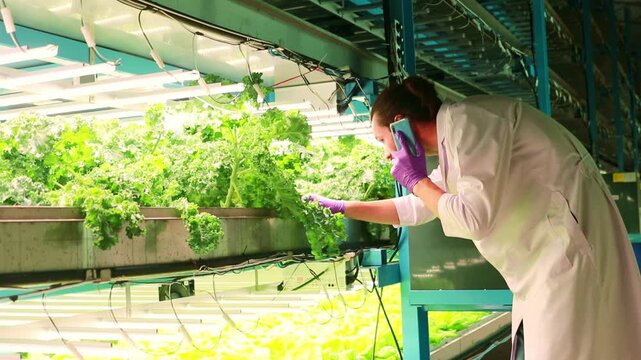 Male researcher discusses report on taking care indoor hydroponic vegetable farm that uses LED grow lights built in from solar cell panels photovoltaic to monitor healthy growth chemical free.