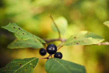kruszyna, frangula alnus