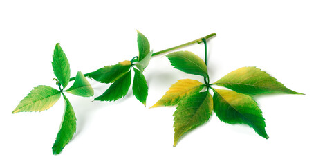 Multicolor grapes leaves