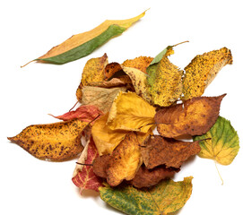 Multicolor autumn leafs