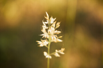 kłosówka wełnista, holcus lanatus l.