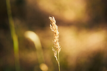 Tymotka łąkowa, brzanka pastewna, Phleum pratense L. © Marcin Łazarczyk