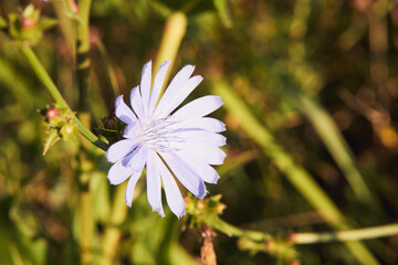 cykoria ,Cichorium endivia L © Marcin Łazarczyk