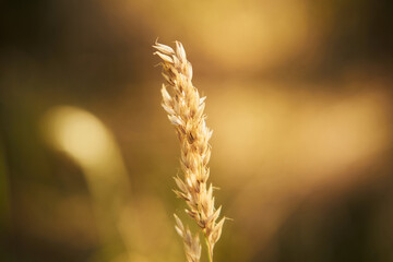 Tymotka łąkowa, brzanka pastewna, Phleum pratense L.