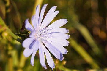 cykoria ,Cichorium endivia L © Marcin Łazarczyk