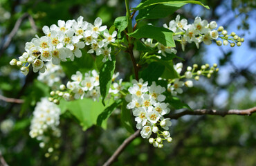 a bird cherry tree with white flowers close up