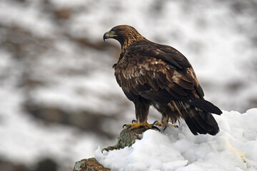 aguila real en la nieve en invierno