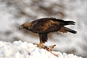 aguila real en la nieve en invierno