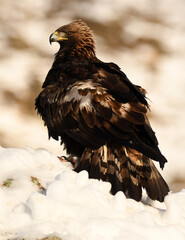 aguila real en la nieve en invierno