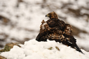 aguila real en la nieve en invierno