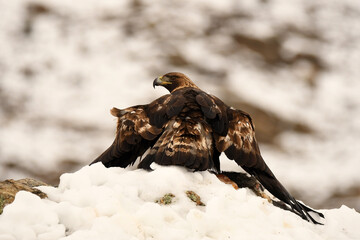 aguila real en la nieve en invierno
