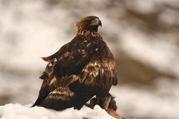 aguila real en la nieve en invierno