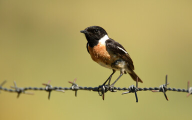 tarabilla en el campo en primavera