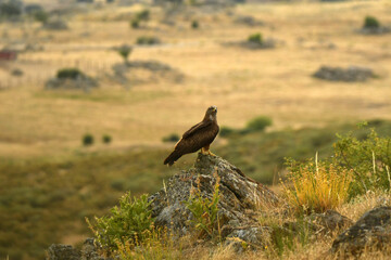 rapaces con presas en el campo