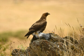 rapaces con presas en el campo