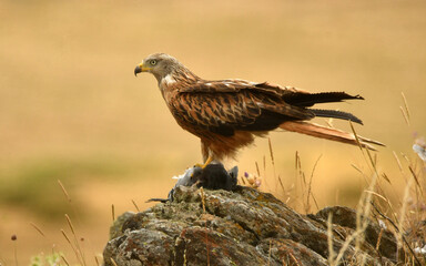 milano con presa en el campo