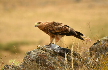 aguila imperial con paloma en la sierra abuense