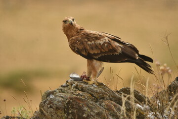 joven aguila imperial en la campiña con presa