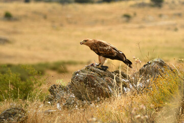 rapaces con presas en el campo