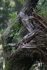 Branche cassée d'un arbre