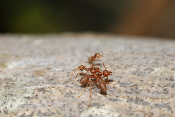 Close up red ant on tree in nature background at thailand