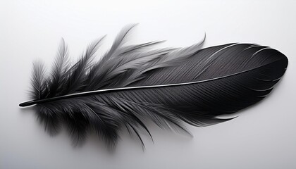 Obraz premium 黒色の羽（black feather） 