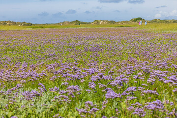 Blooming mediterranean sea lavender (Limonium vulgare) in Nature reserve De Slufter at wadden island Texel in The Netherlands with purple colors of the