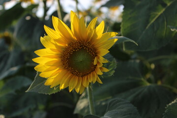 Naklejka premium Sunflower on a field with green leaves and trees in the background