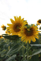 Field of sunflowers against the sky, several clouds in the sky