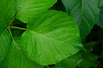 Textured backgrounds, green leaves, woodland, park, jungle, and forest.