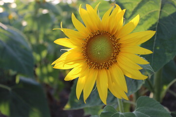 A large sunflower in a field with green leaves, in the center of which the sunlight shines