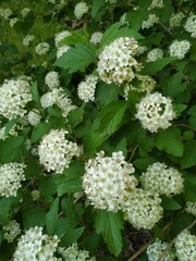 Geranium flowers found in a flower bed. warm sunshine geraniums