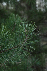close up of pine needles