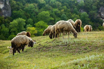 Obraz premium Mountain goats grazing in the Carpathian Mountains of Romania. The happy goat runs on the steep rocks.