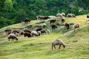 Mountain goats grazing in the Carpathian Mountains of Romania. The happy goat runs on the steep rocks.