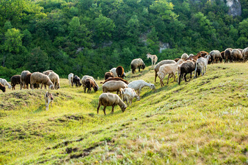Mountain goats grazing in the Carpathian Mountains of Romania. The happy goat runs on the steep rocks.
